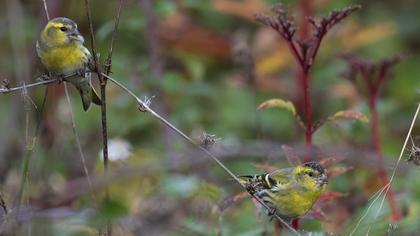 Eurasian Siskin