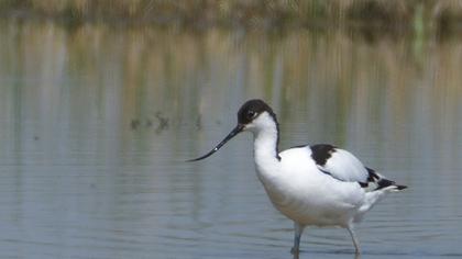 Pied Avocet