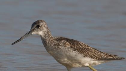 Common Greenshank