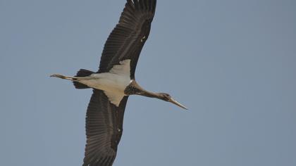 Black Stork