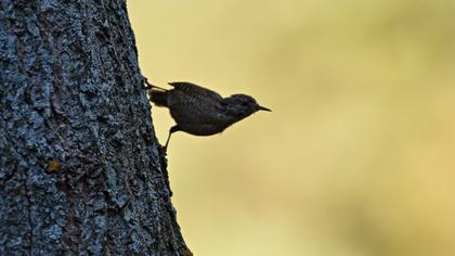 Eurasian Wren