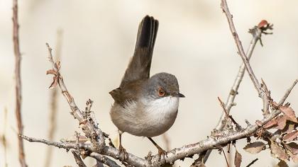 Sardinian Warbler
