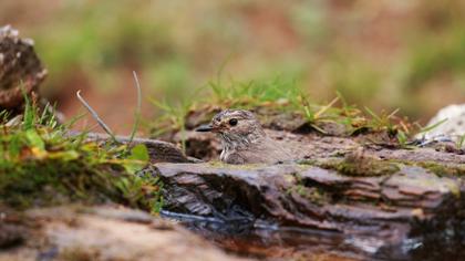 Spotted Flycatcher