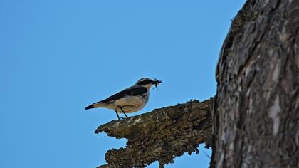 Northern Wheatear