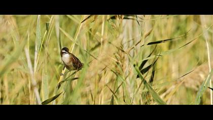 Bıyıklı kamışçın