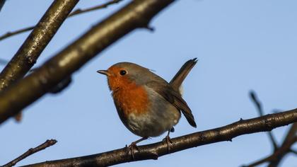 European Robin