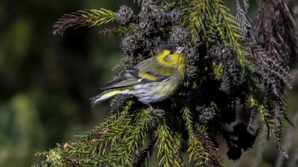 Eurasian Siskin