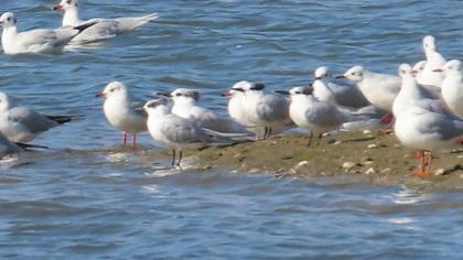 Sandwich Tern