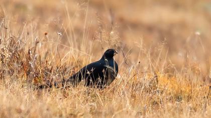 Caucasian Grouse