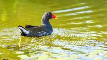 Common Moorhen