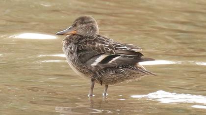 Eurasian Teal