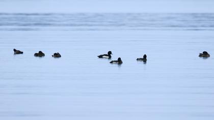 Tufted Duck