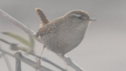 Eurasian Wren