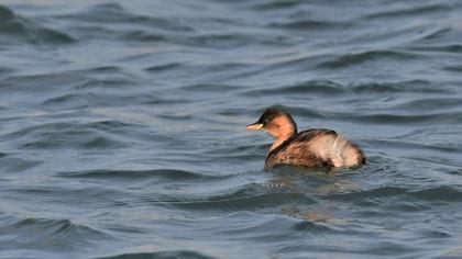 Little Grebe