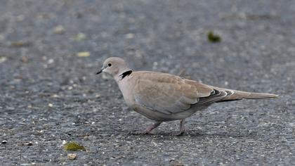 Eurasian Collared Dove