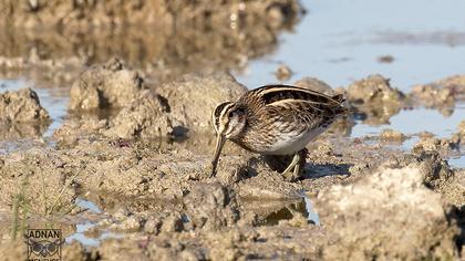 Jack Snipe