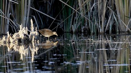 Spotted Crake