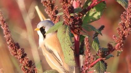 Bearded Reedling