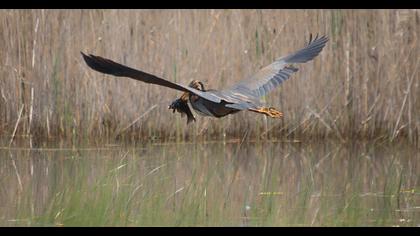 Purple Heron