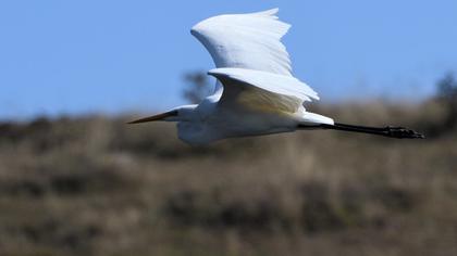 Great Egret