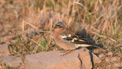 Common Chaffinch