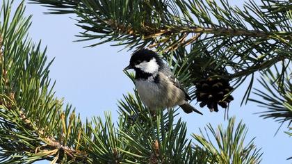 Coal Tit