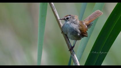 Sedge Warbler