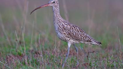Eurasian Curlew