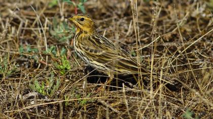Red-throated Pipit