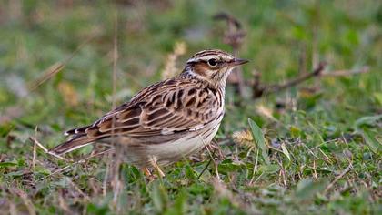 Woodlark