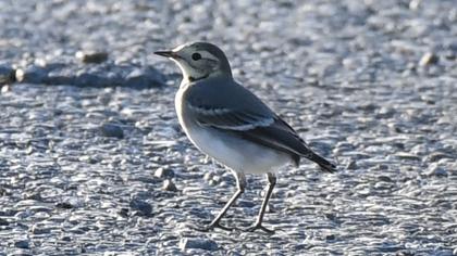 White Wagtail