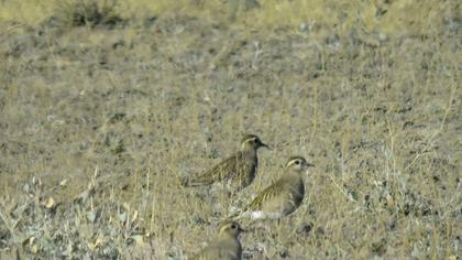 Eurasian Dotterel