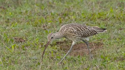 Eurasian Curlew