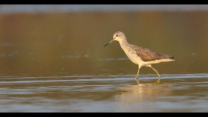 Common Greenshank