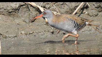 Water Rail