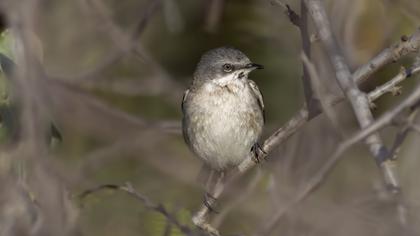 Lesser Whitethroat