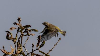 European Greenfinch