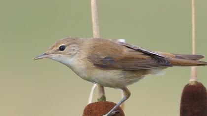 Eurasian Reed Warbler