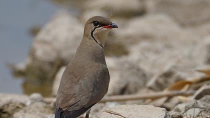 Collared Pratincole
