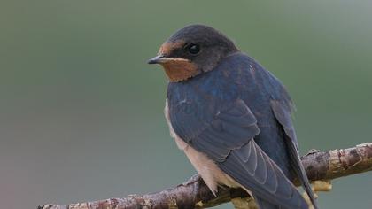 Barn Swallow
