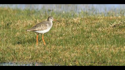 Common Redshank
