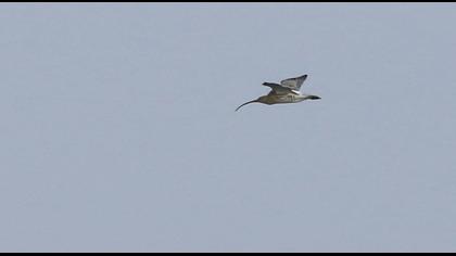 Eurasian Curlew