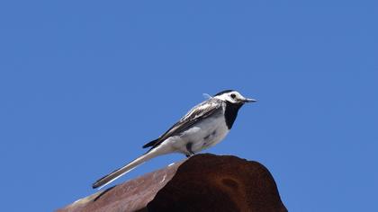 White Wagtail