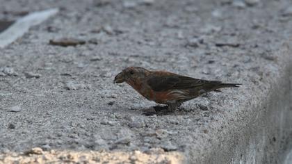 Red Crossbill