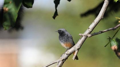 Black Redstart