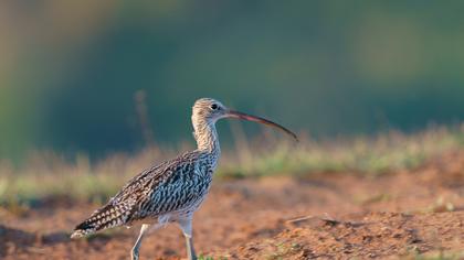 Eurasian Curlew