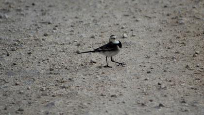 White Wagtail