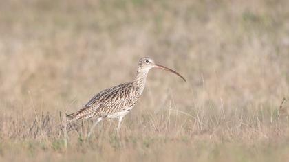 Eurasian Curlew