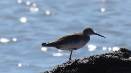 Common Redshank