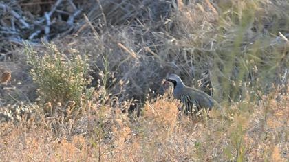 Chukar Partridge